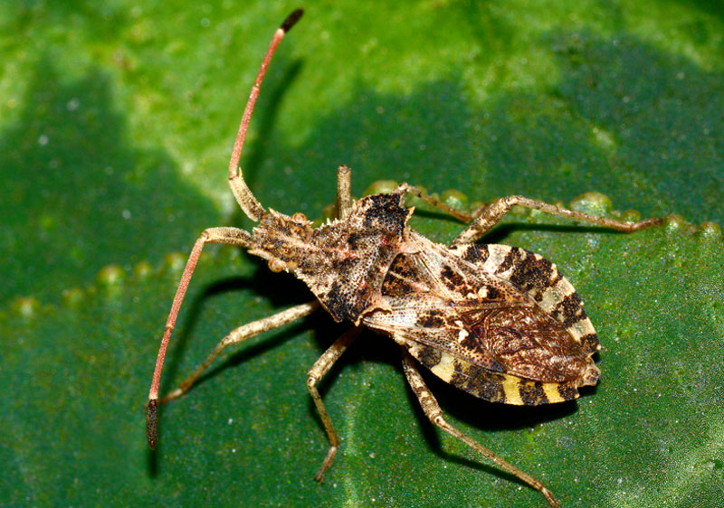 Coreidae: Centrocoris variegatus dell''Emilia (MO)